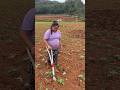 Hardworking Village Woman Fertilizing Crops 👩🌾🌱 | Real Rural Life You Must See ❤️✨