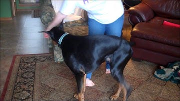 Teaching a Spin and Fading a Lure