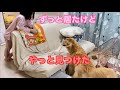 姉がいるのに、姉を探し回る大型犬クッキー【ゴールデンレトリバーとミニチュアダックスフンド】