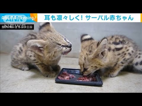 猫系赤ちゃん3種盛り サーバル チーター マヌル 21年6月29日 Youtube 猫系赤ちゃん3種盛り サーバル チーター マヌル 21年6月29日 Youtube