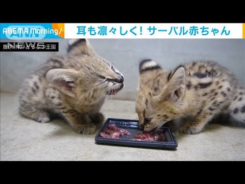 ネコ科の赤ちゃん 猫のようにしなやかに