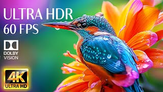 SPRING ANIMALS 4K Videos - Relaxing Music With Dolby Vision 60fps HDR (Colorful Dynamic)