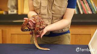 Animal Encounter: Corn Snake