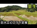 デカすぎる海老フライとスズラン群落【奈良 宇陀市室生】