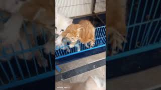 Cute Cat with Cute Cute Kittens 🐱🐱🐱||#viral #viralvideo #vlogger #vlog #vlogging #youtube #youtuber