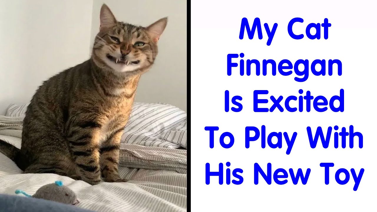 Here Is The Ultimate Hotlist Of 52 Cats Being Cats That You Should Definitely Check Out - Funny Cats