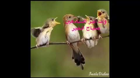 قناة أبو أســــيد أبوالرُّب   {}{ آيات من كتاب الله }{}