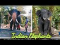 ช้างอินเดียลักษณะดีตัวใหญ่งาใหญ่สีสวยๆ.黑象