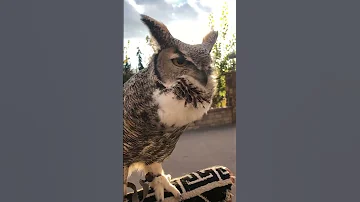 Great horned owl hooting