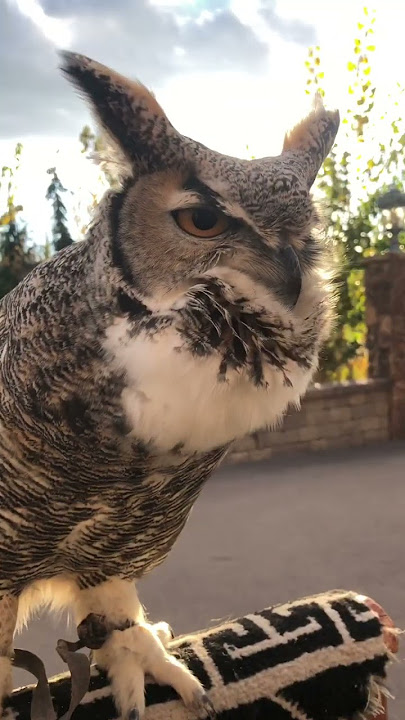 Great horned owl hooting.   #owl #owls #animals #wildlife #adventure #explore #birds