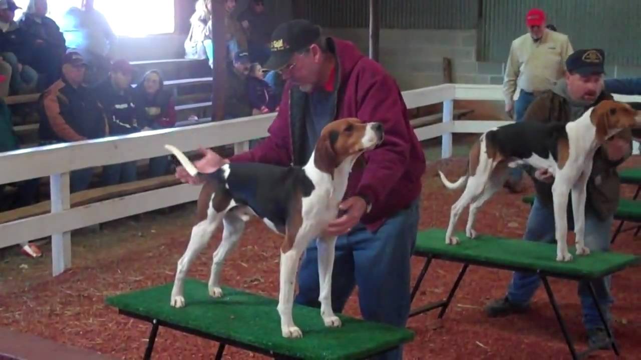 coonhound bench show