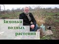 Зимовка нимфеи и миниводоёма