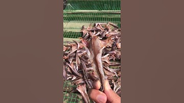 KHÔ CÁ LÓC NON NGUYÊN CON ( LÓC CỬNG )