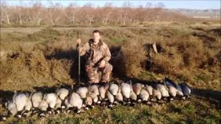 Goose hunting Washington- 8 Man Limit