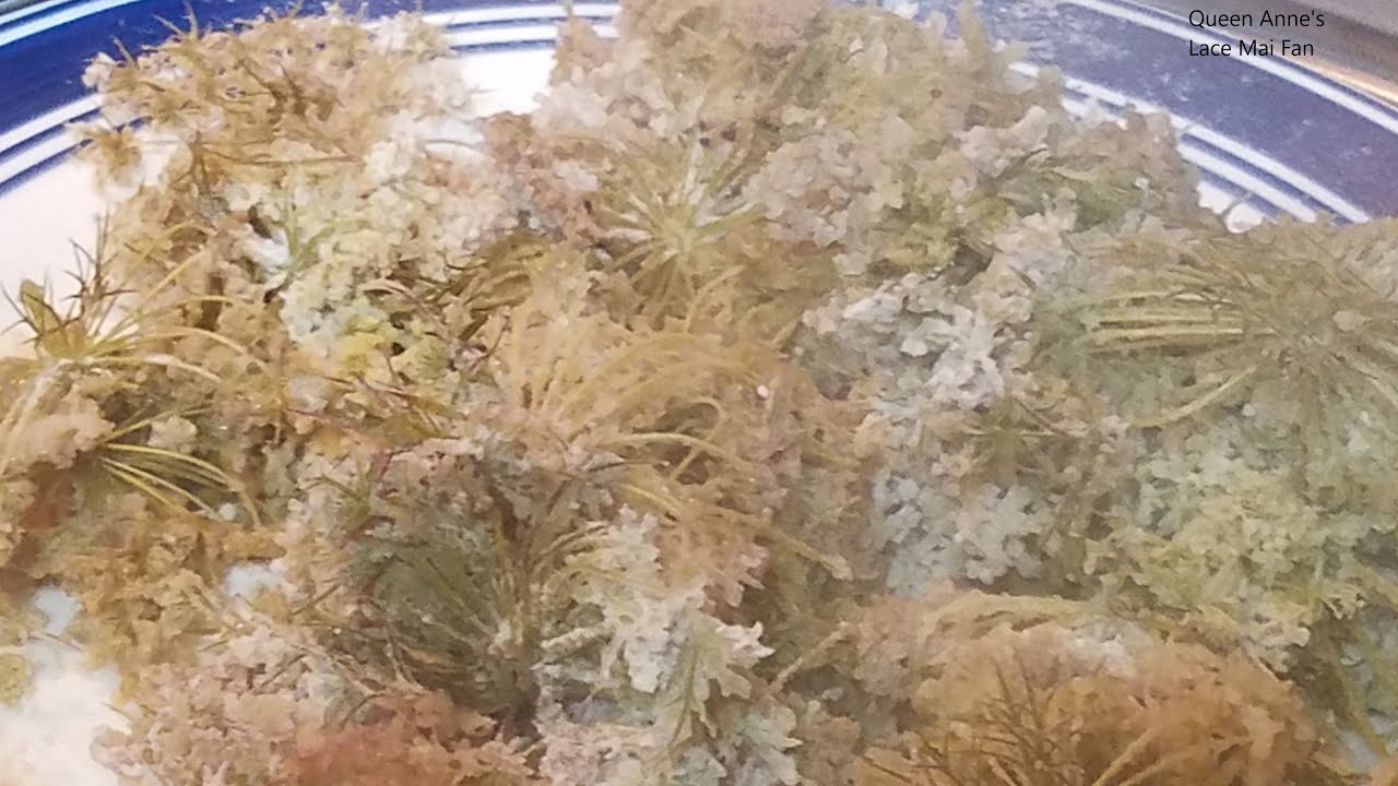 Three Ways to Eat Queen Anne's Lace flower YouTube