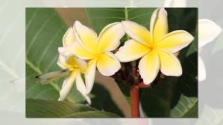 Plumeria In  Fiore