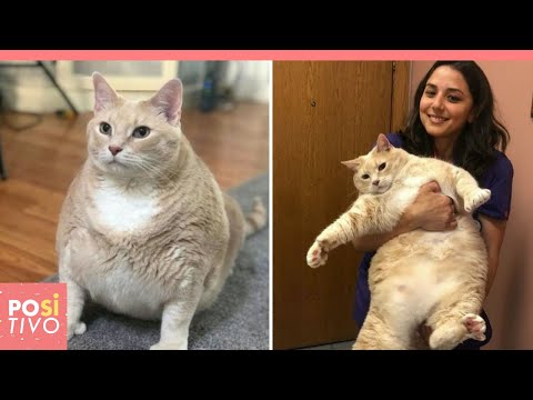 Video: Suggerimenti Per La Perdita Di Peso Del Gatto Da Bronson Il Gatto Da 33 Libbre