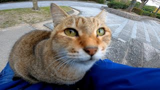 石段に野良猫が座っていたのでそ～っと隣に座ってナデナデしたら膝の上に乗ってきた