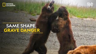 Same Shape, Grave Danger | Animal Fight Club | हिन्दी| Full Episode | S2 - E1 | National Geographic