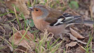 Pěnkava obecná (Fringilla coelebs)