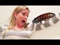 APRIL FOOLS HISSING COCKROACH PRANK!!!