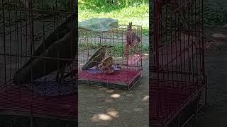 #black crown nigth heron#injured#protect wildlife