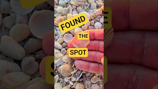 Oooh, look at this spot 👀 #seashell #beach
