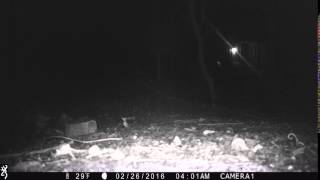 Trailcam Eyes 02262016 0401