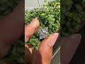 This Nature-Inspired Marquise Diamond Ring can be yours. 🌸 #marquise #diamond #engagementring