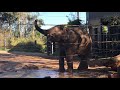 18 month old Elephant calf Jai Dee from Taronga Zoo