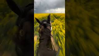 MT 15 X HORSE 🐎#like