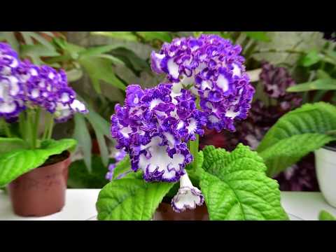 Video: Streptocarpus Dimetris: Opis Vzrejnih DS-Smoke In DS-1290, DS-1755 In DS-1719, DS-Eternity In Drugih Sort