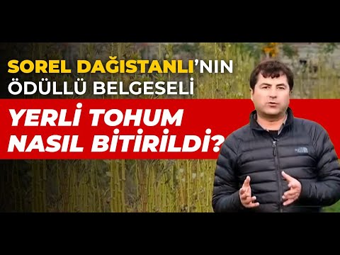 Video: Tohum Yayılımı Nasıl