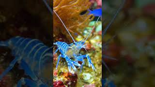 Pistol Shrimps can literally blow up your skull if they hit you. #shrimpgate #salmonlice #cleanershr