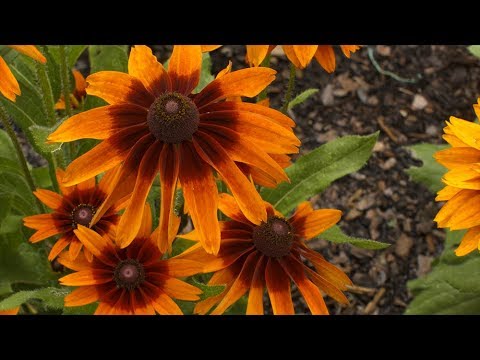 Vidéo: Hybride De Rudbeckia