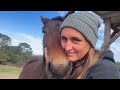 Morning Magic: Horse Demands Endless Cuddles