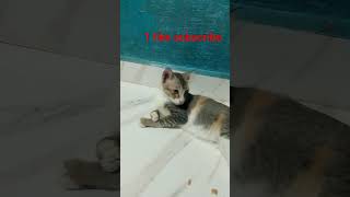 1 like subscribe