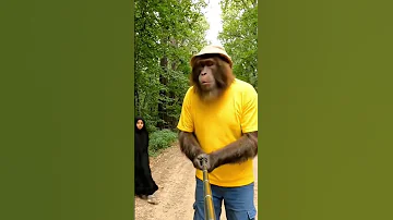 كان هؤلاء الأطفال يستخدمون التكنولوجيا من خلال الدخول إلى داخل شجرة Monkey Anmals Funnyanimal 