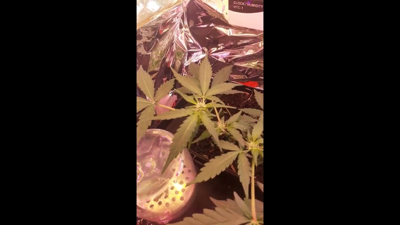 quick update on the royal gorilla indoor closet grow