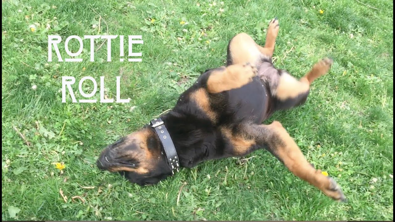 Rottie Roll - YouTube