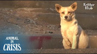 Heavily Pregnant Dog Can't Leave The Place Where She Lost Her Mom (Part 1) | Animal in Crisis EP137