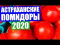 Астрахань 2020 // "Смешные" сезонные цены на помидоры в конце июля на рынке Большие Исады