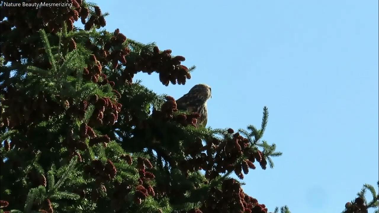 Hawk Calls Meaning Hawk Calls Meaning