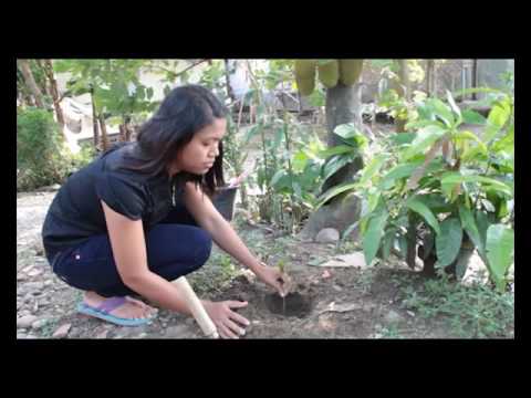 Cara menanam pohon cabe di pot  dan langsung ke  tanah  YouTube
