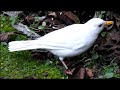 Scarce White Blackbird (Partial Albino or Leucism?)