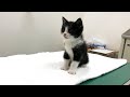 保護した子猫を病院へ連れて行きました。