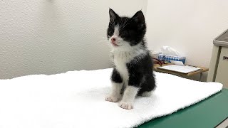 保護した子猫を病院へ連れて行きました。