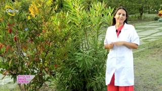 BAHÇE DÜNYASI - SEBZE ve MEYVE BAHÇESİ DÜZENLEME