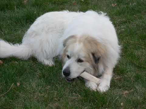 Great pyrenees-Baron