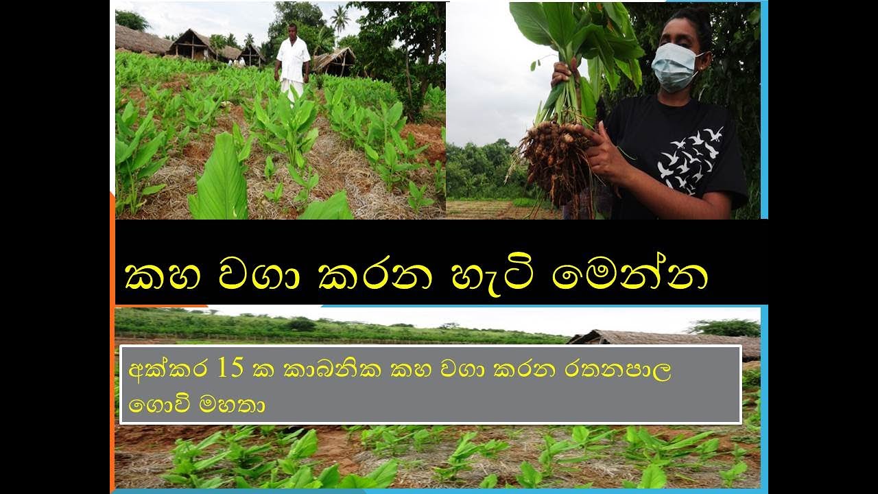 kaha waga karana hati කහ වගා කරන හැටි මෙන්න